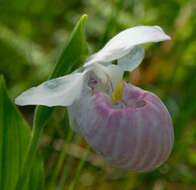 Image of Showy lady's slipper