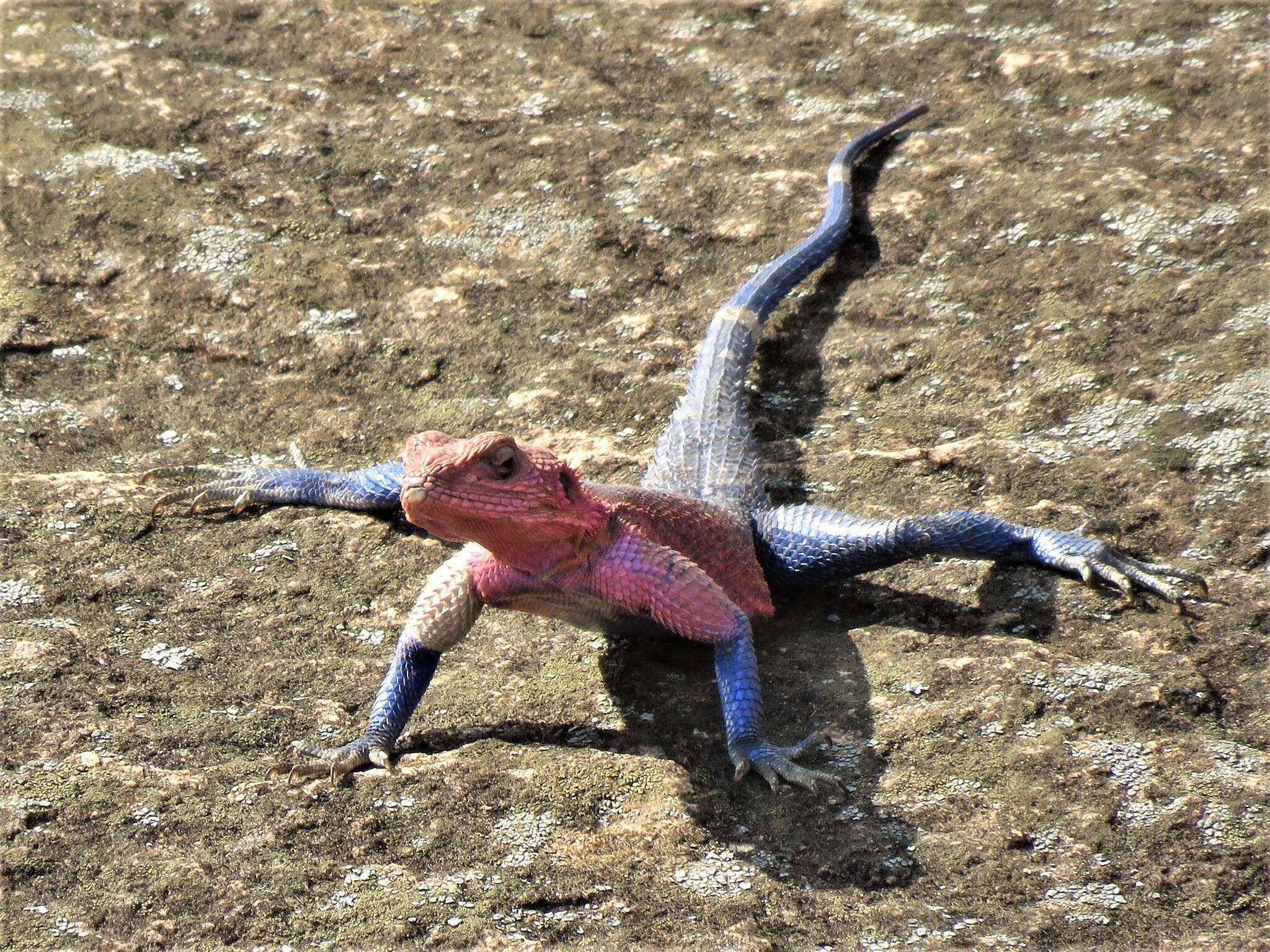 Image of Mwanza Flat-headed Rock Agama