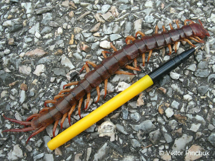 Image of Mediterranean Banded Centipede