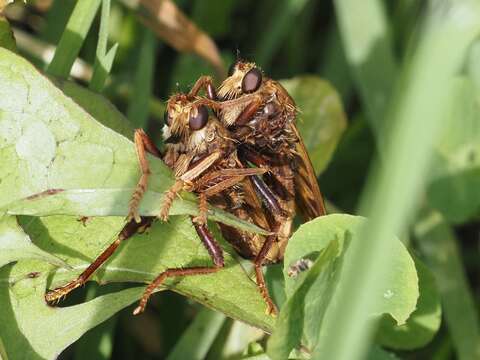 Image of Hornet robberfly