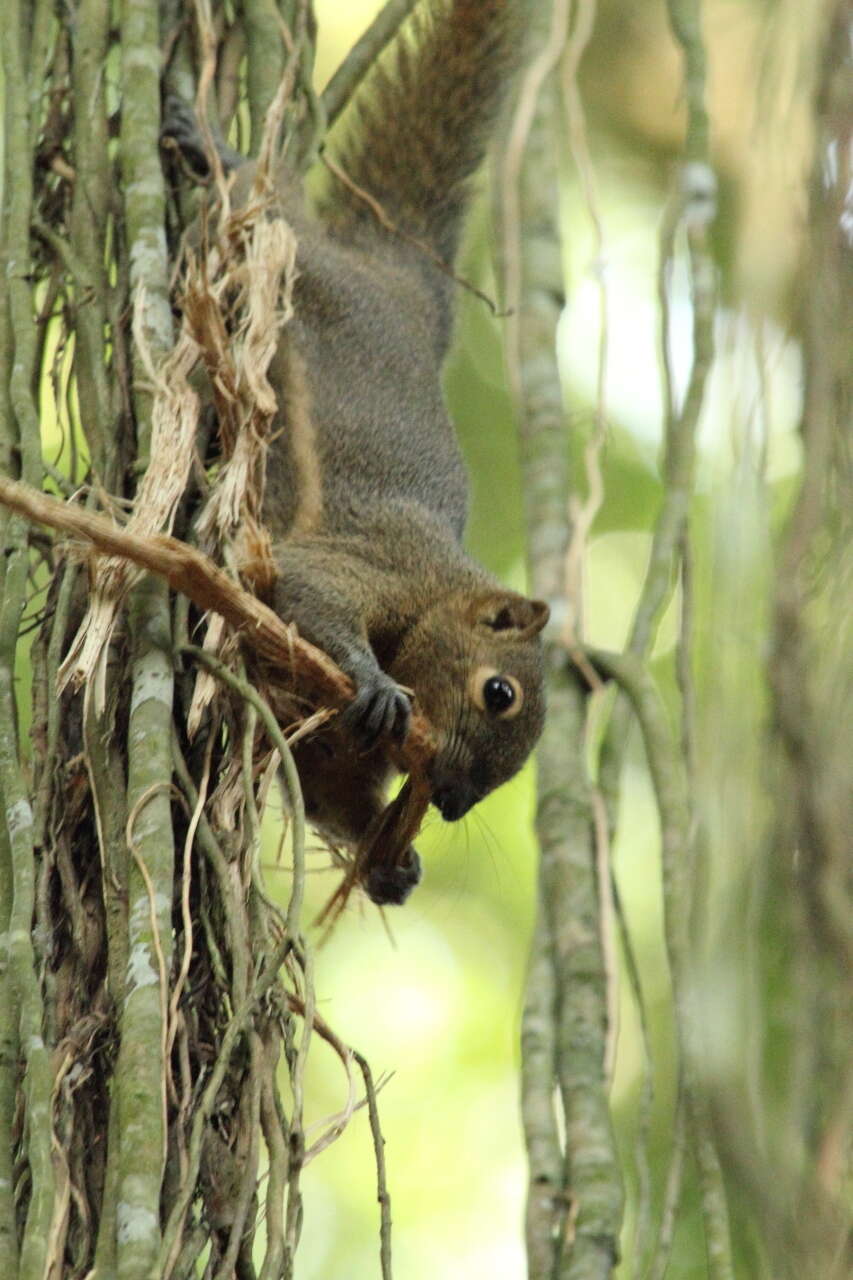 Image of Plantain Squirrel