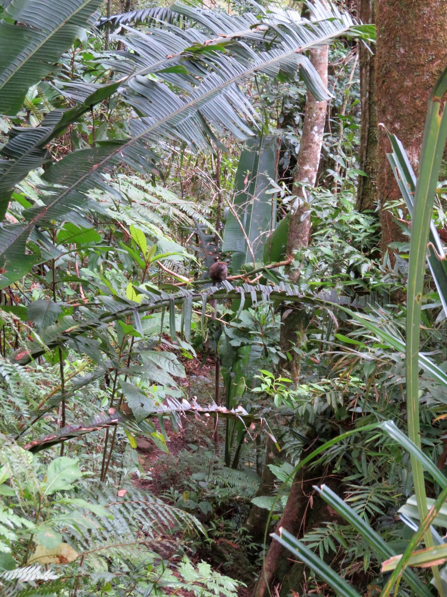 Image of Sambirano Bamboo Lemur