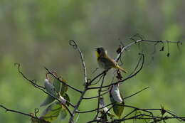 Geothlypis trichas (Linnaeus 1766) resmi