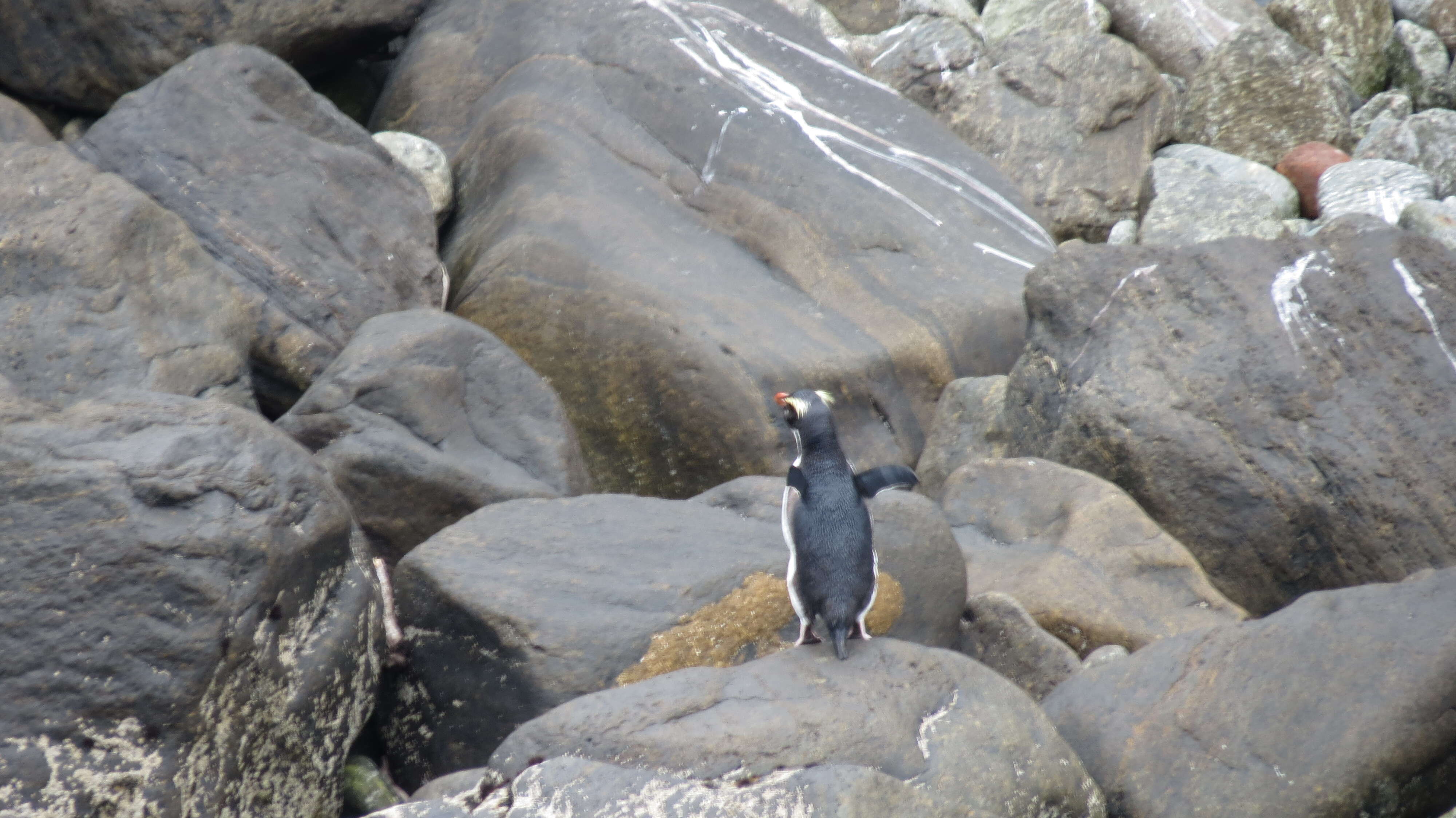 Image of Fiordland Crested Penguin