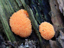 Image of Tubifera ferruginosa