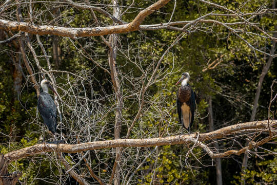 Image of African Woolly-necked Stork