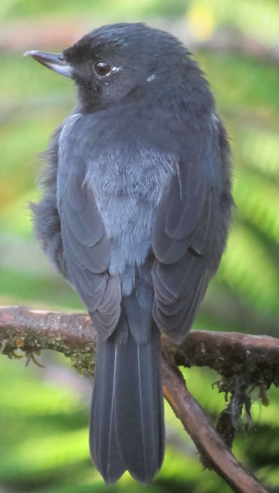 Image of Black Flower-piercer