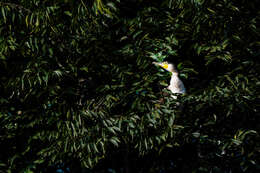 Image of Black Shag