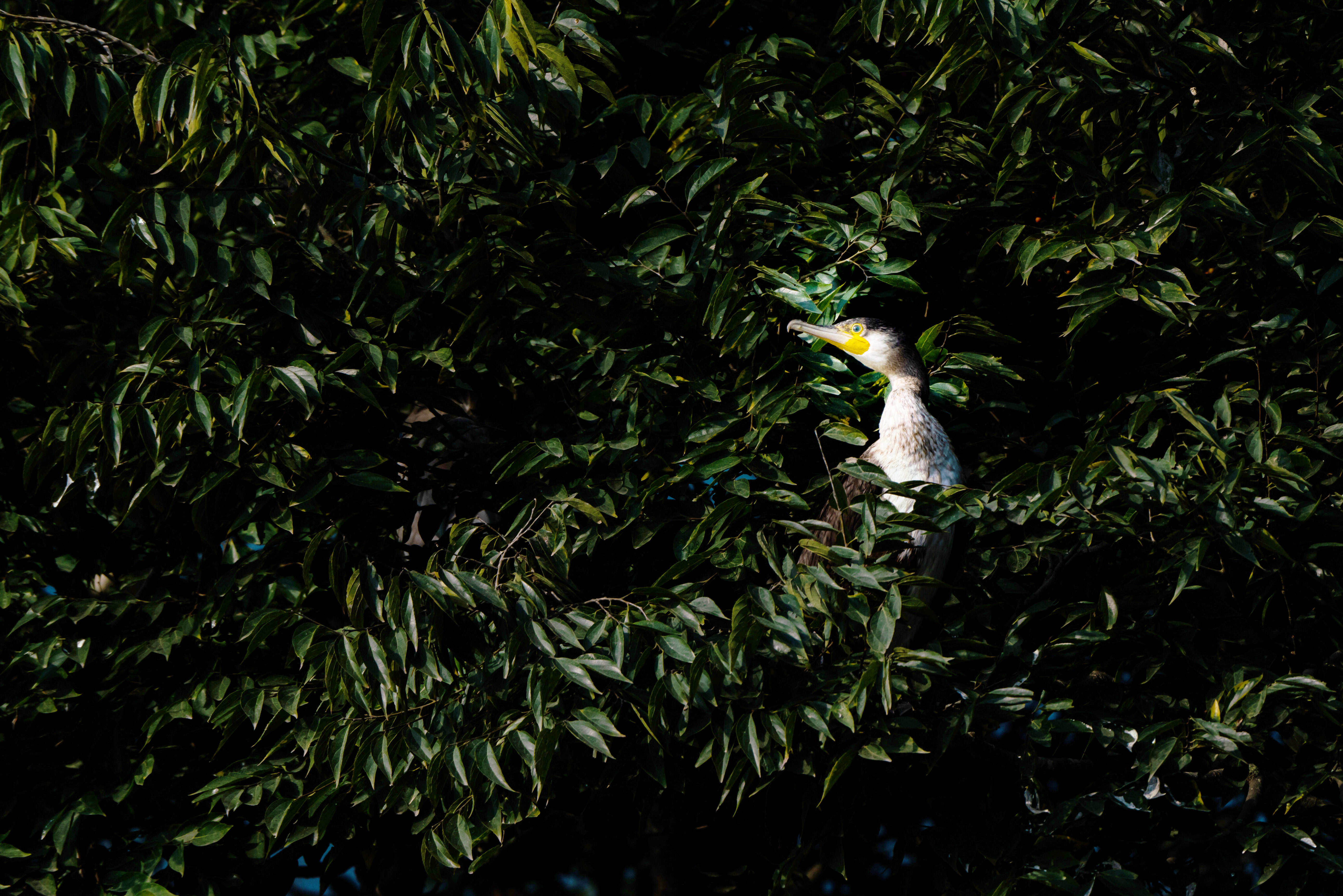 Image of Black Shag