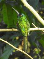 Image of Coppery-chested Jacamar