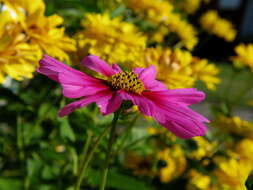 Image of garden cosmos