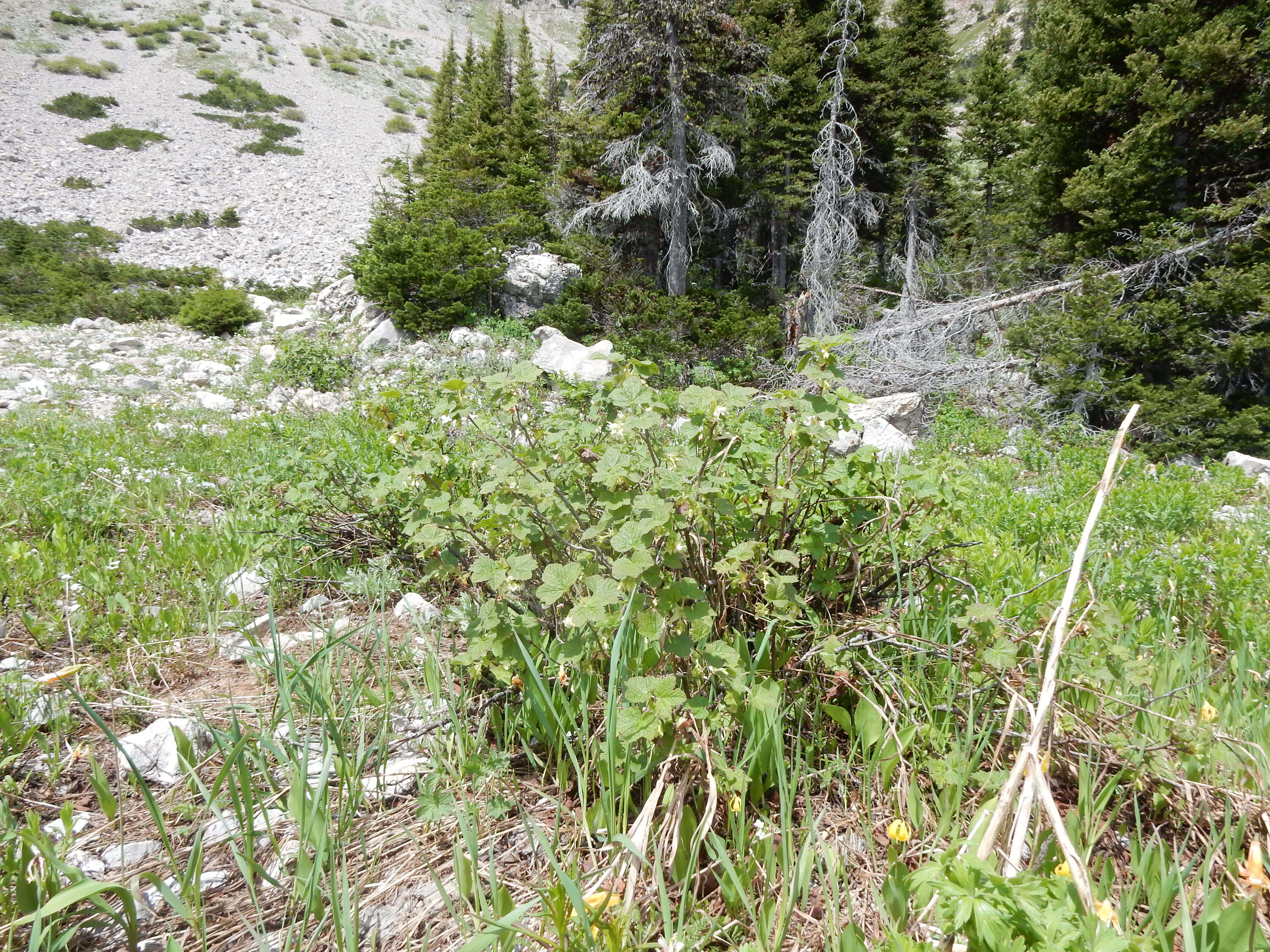 Image of sticky currant