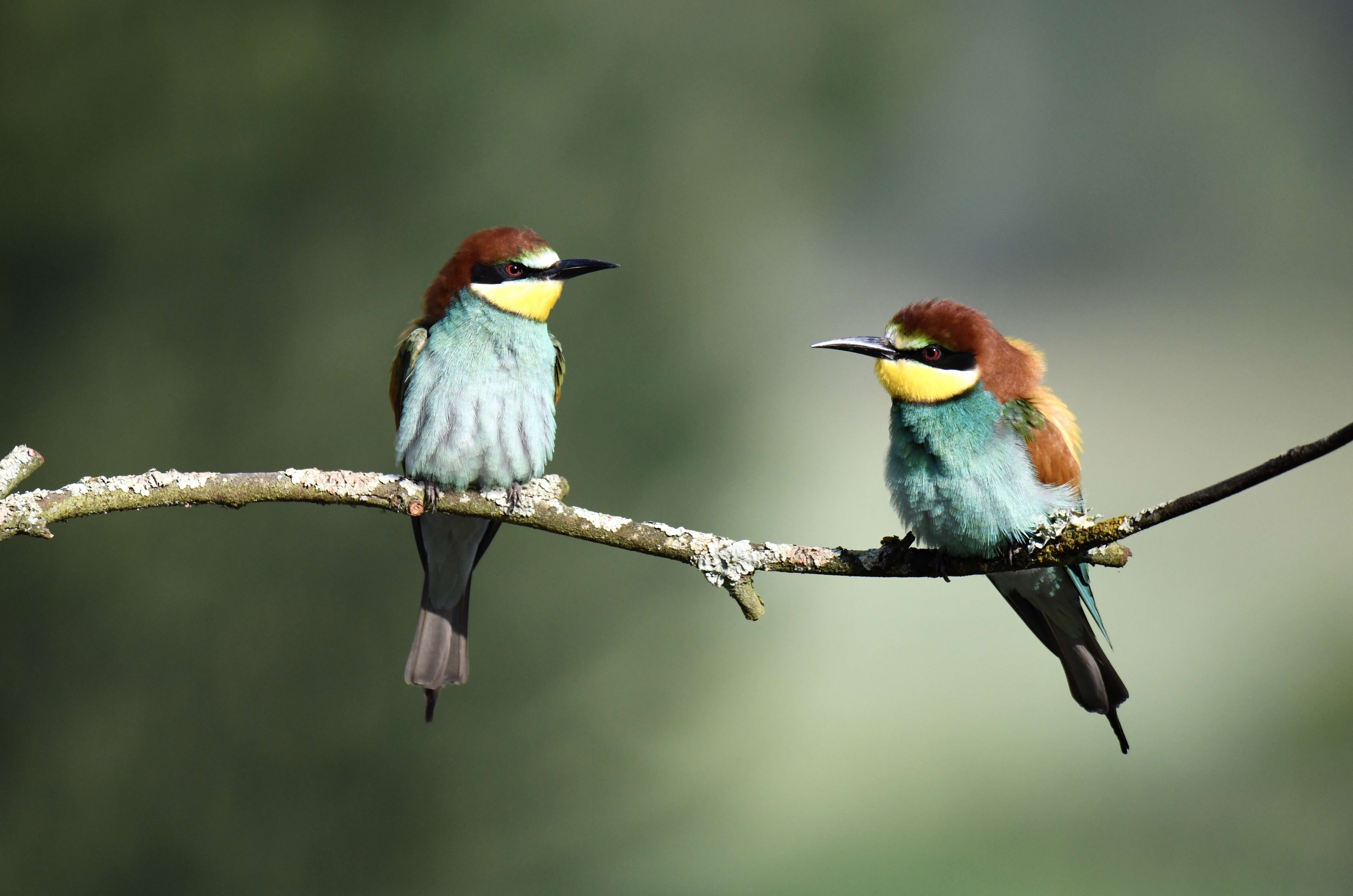 Image of bee-eater, european bee-eater