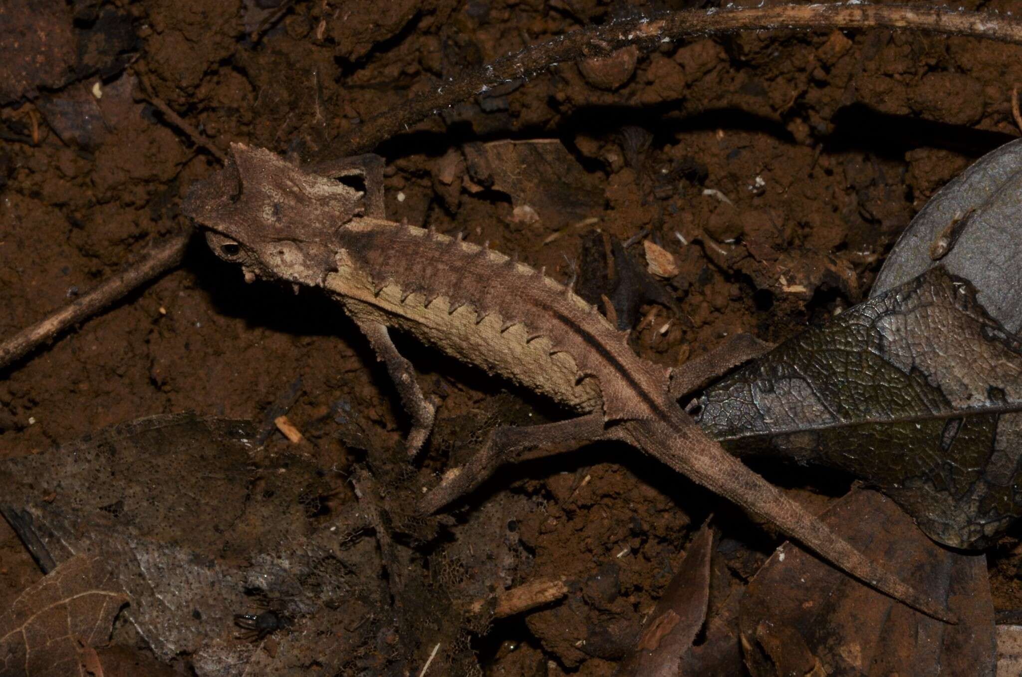 Image of Plated Leaf Chameleon