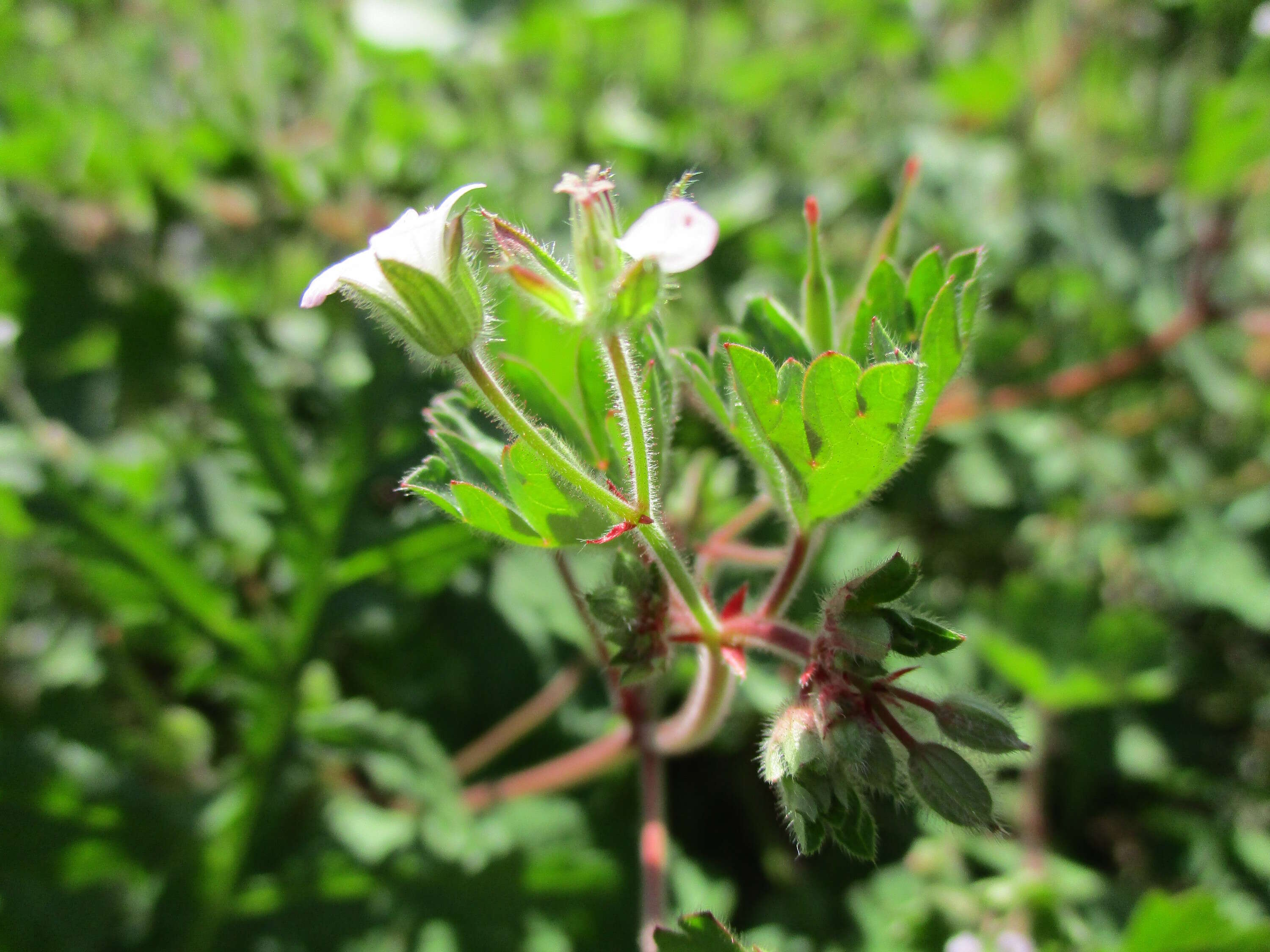 Image of Round-leaved Crane's-bill