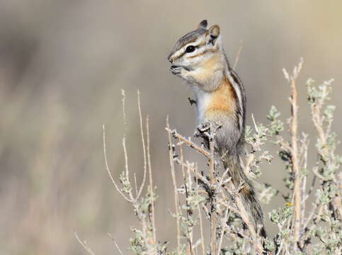 Image of Least Chipmunk