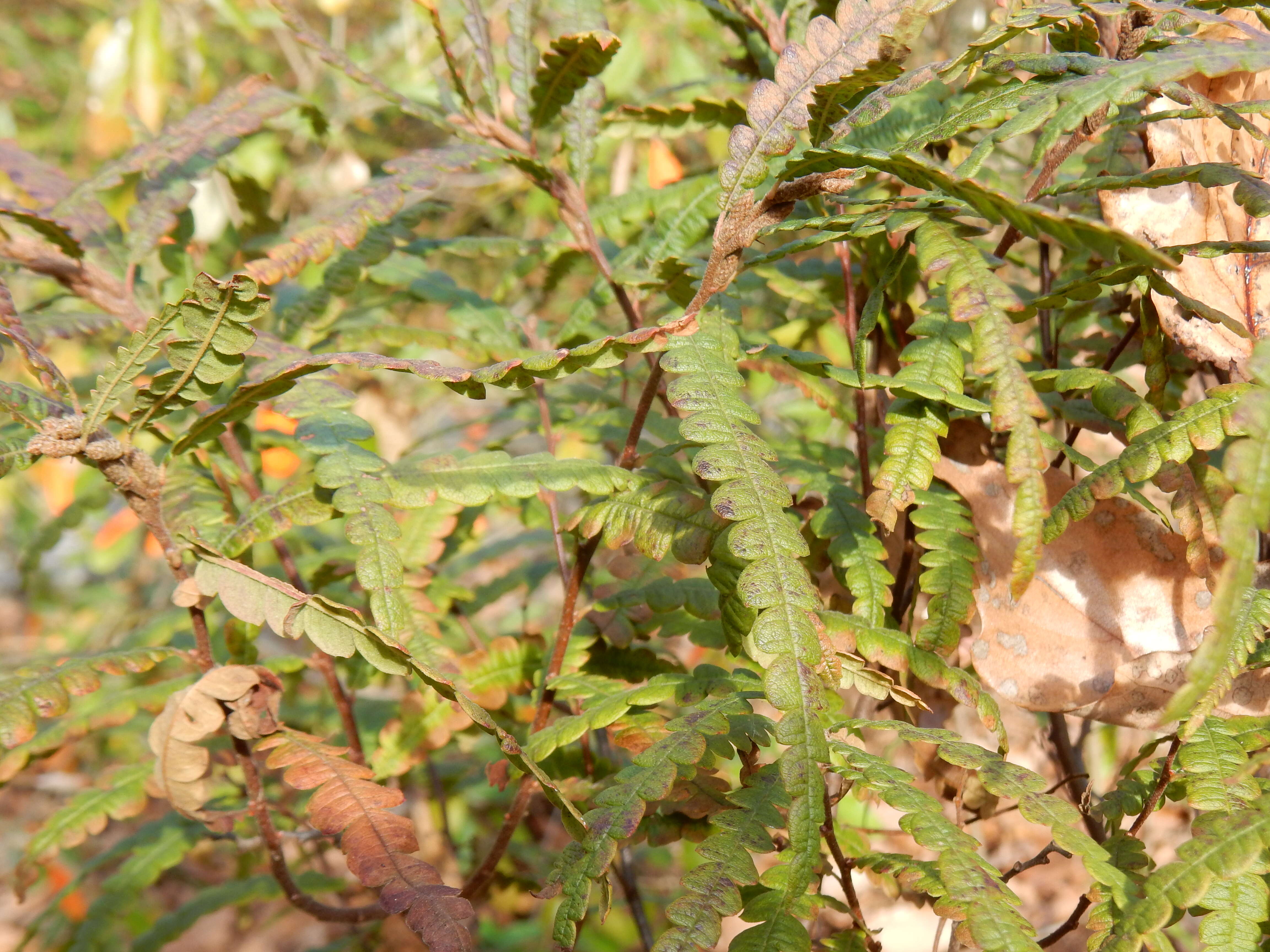 Image of sweet fern