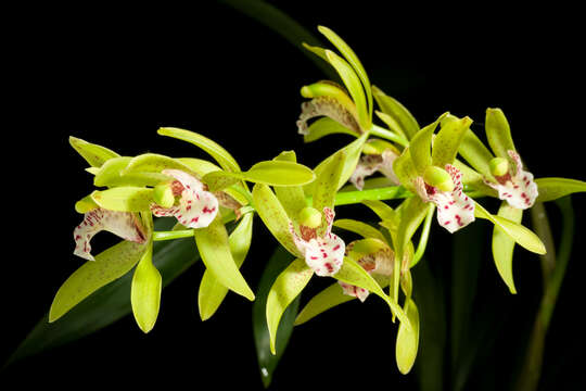 Image de Cymbidium tigrinum C. S. P. Parish ex Hook.