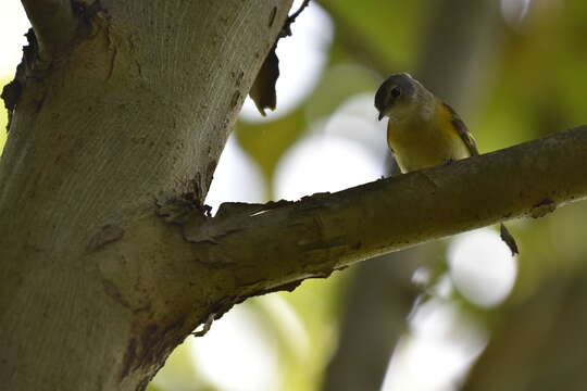 Image of American Redstart