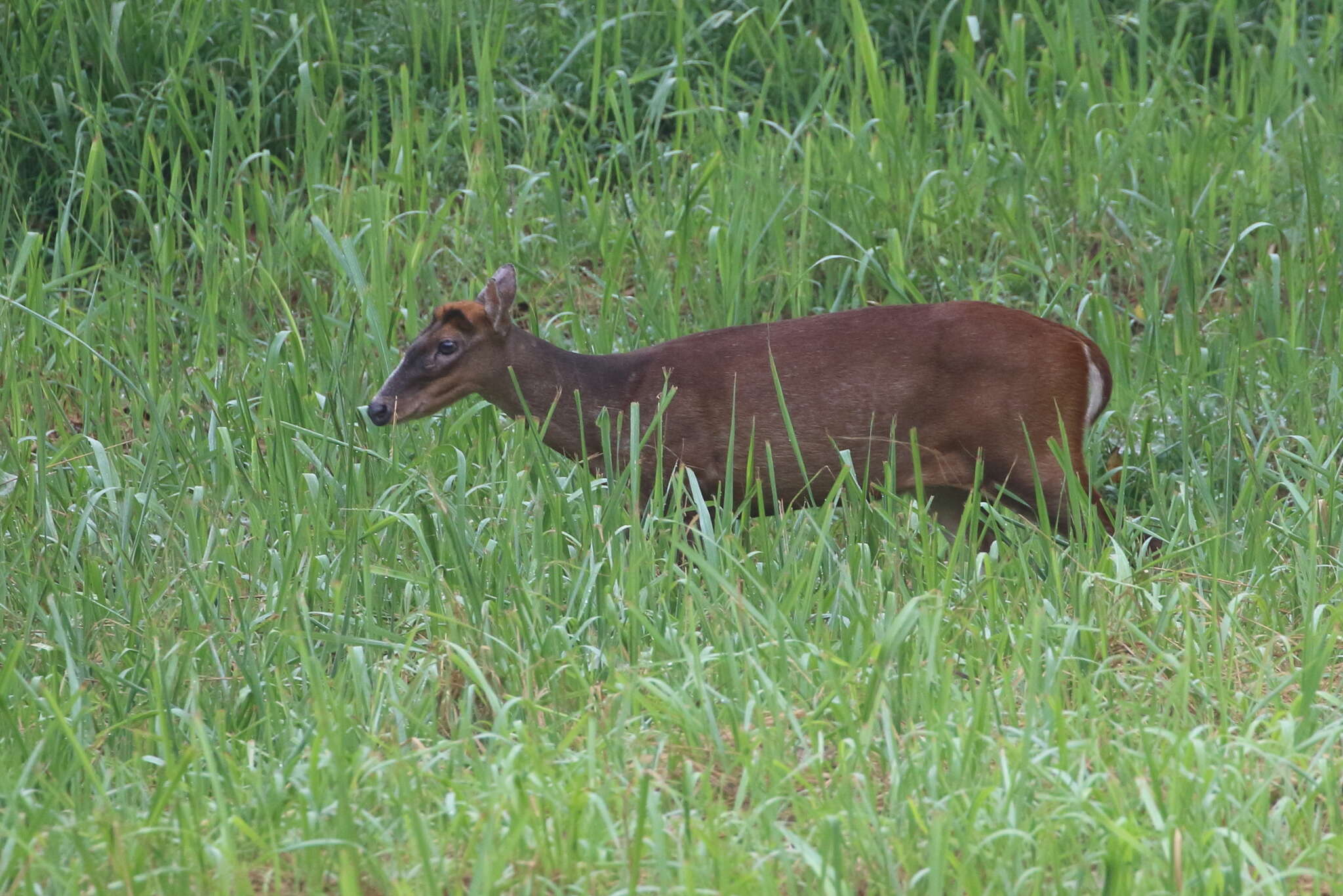 Image of Barking Deer