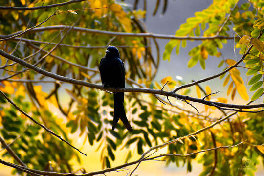 Image of Black Drongo