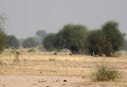 Image of Great Indian Bustard