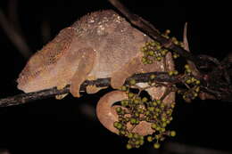 Image of Short-horned Chameleon