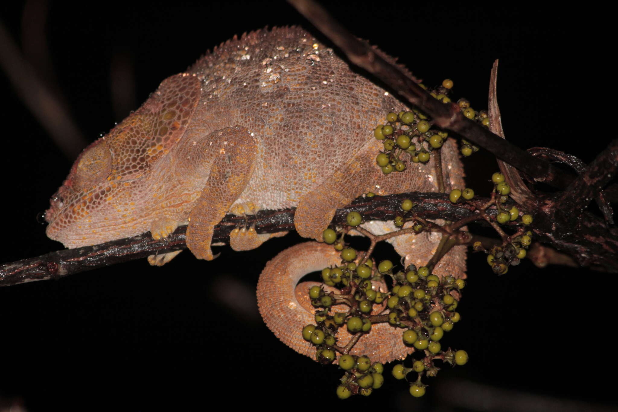 Image of Short-horned Chameleon