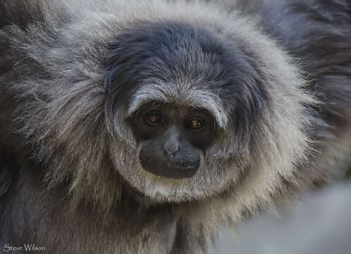 Image of silvery gibbon