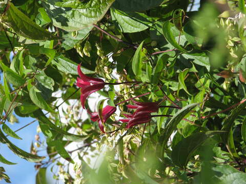 Imagem de Clerodendrum trichotomum Thunb.