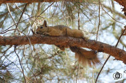 صورة Sciurus subgen. Tenes Thomas 1909