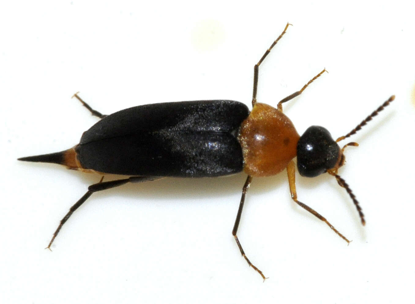 Image of Mordellochroa abdominalis