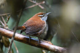 Image of Rufous-and-white Wren