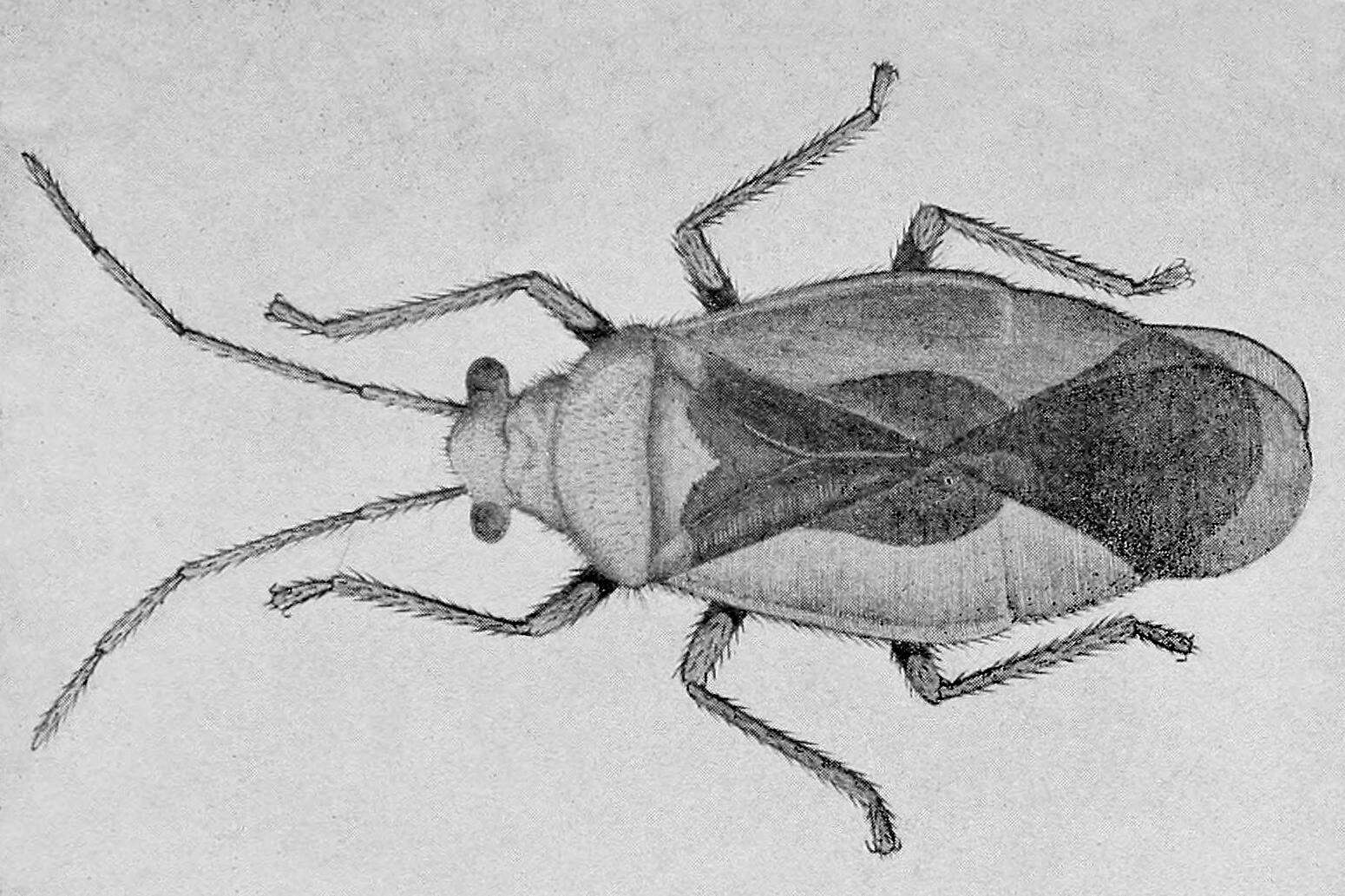 Image of Bryocorinae