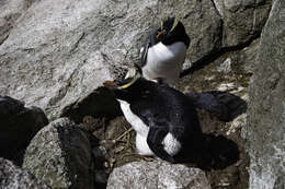 Image of erect-crested penguin