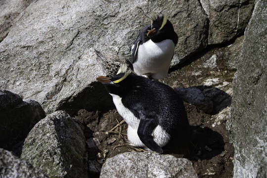 Image of erect-crested penguin