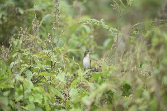 Image of Broad-tailed Grassbird