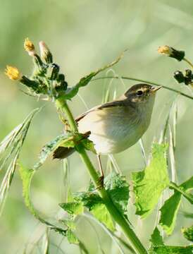 Image of Common Chiffchaff