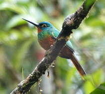 Image of Coppery-chested Jacamar