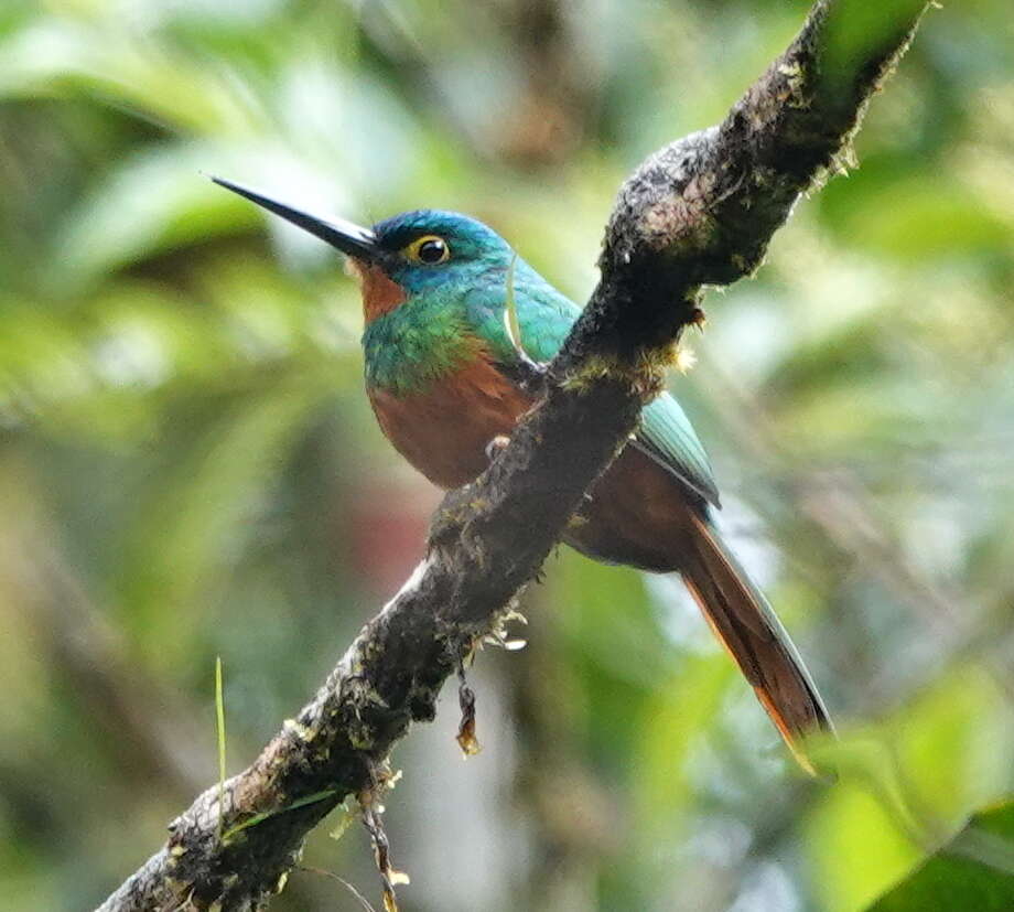 Image of Coppery-chested Jacamar