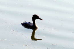 Image of Podiceps Latham 1787