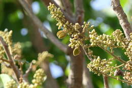 Image of Lepisanthes tetraphylla (Vahl) Radlk.