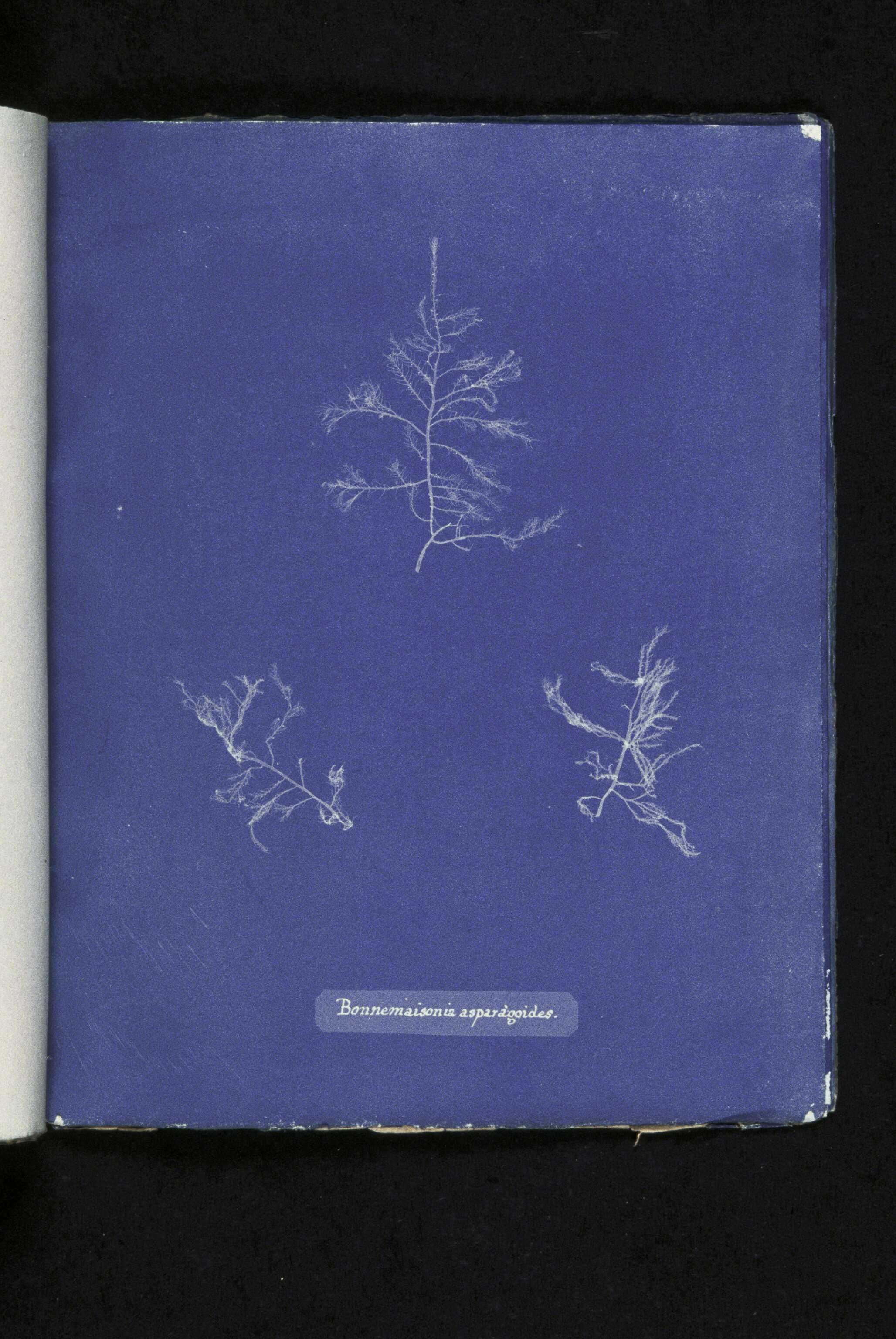 Image of Bonnemaisonia asparagoides