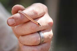 Image of Black-headed Centipede Eater