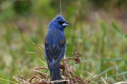 Image of Blue Grosbeak