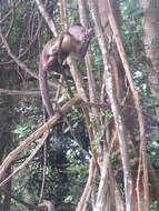 Image of Weeper Capuchin