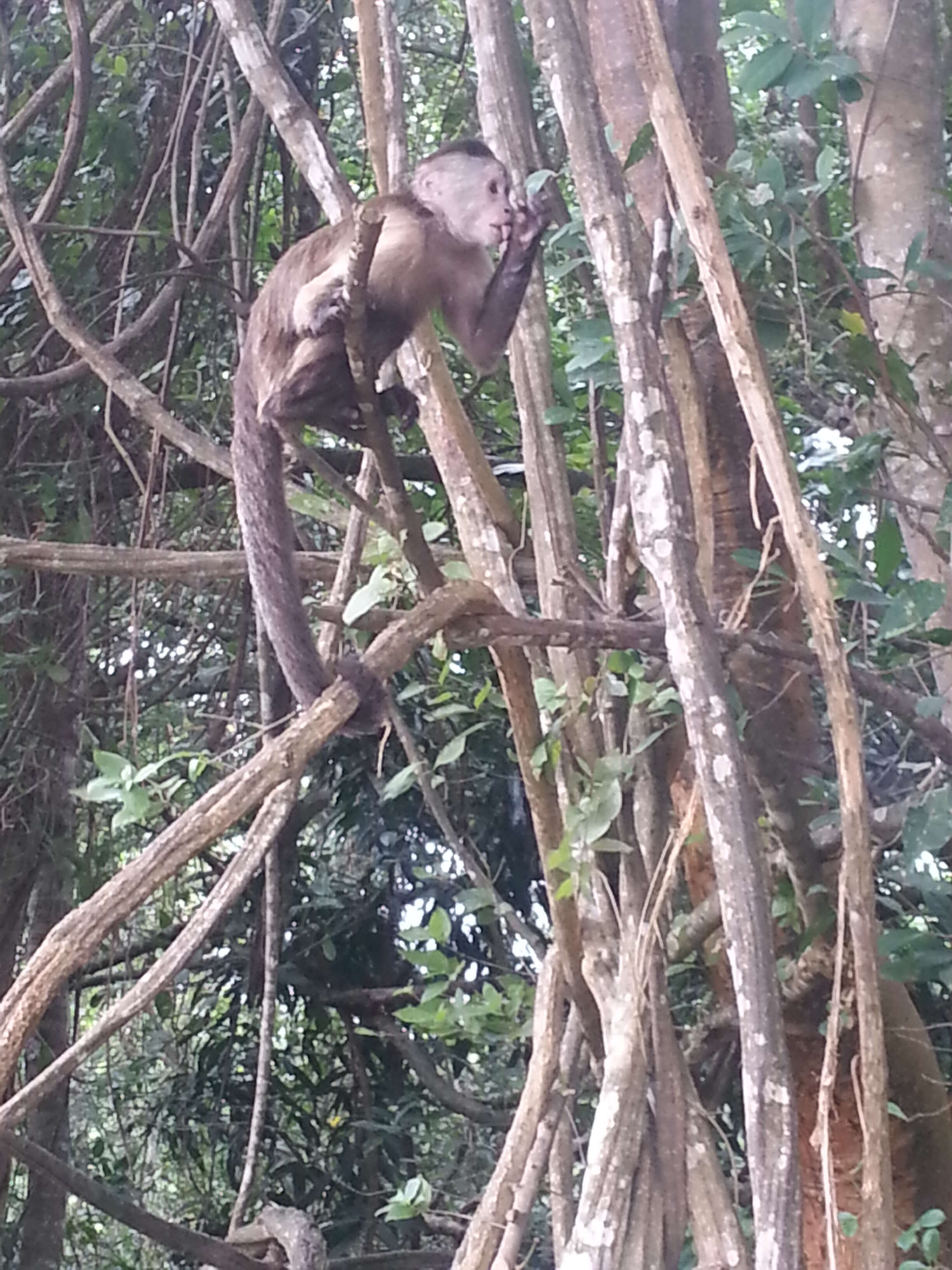 Image of Weeper Capuchin