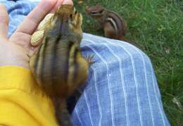 Image of Siberian Chipmunk