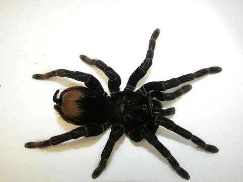 Image of Peruvian Steely Blue Tarantula