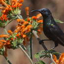 Image of Bocage's Sunbird